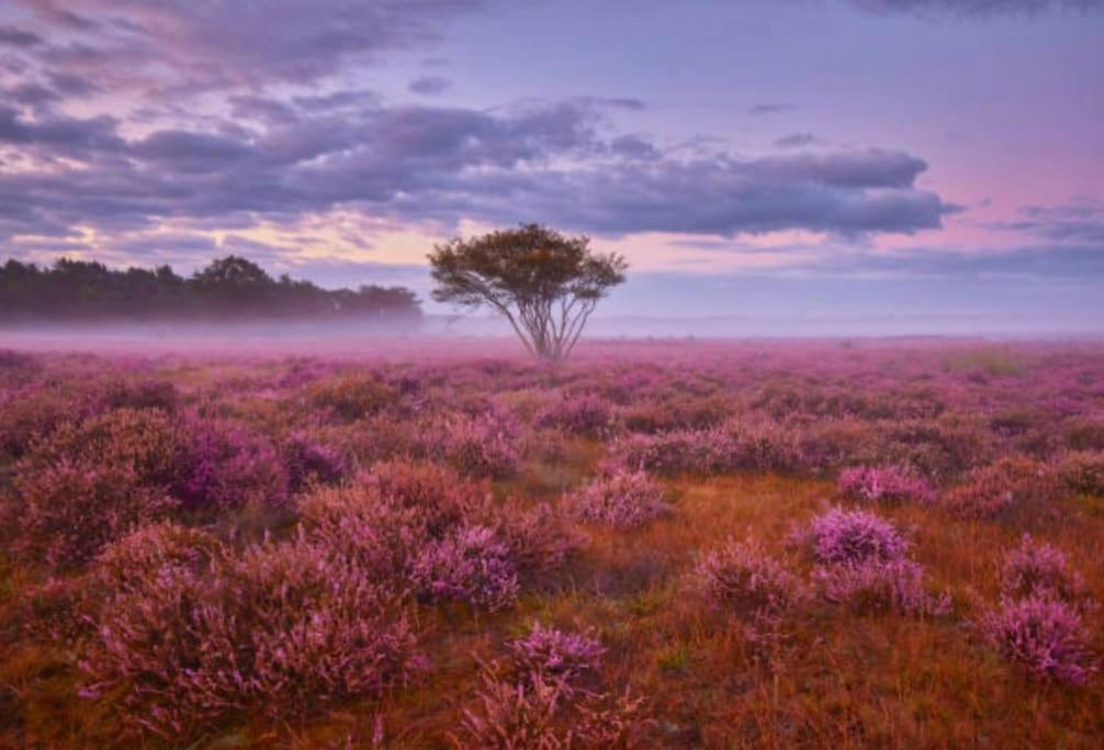 Veluwe Boutique Lodge Пюттен Экстерьер фото